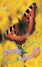 Caterpillar to Butterfly