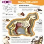 Uncover Dog thumbnail 2